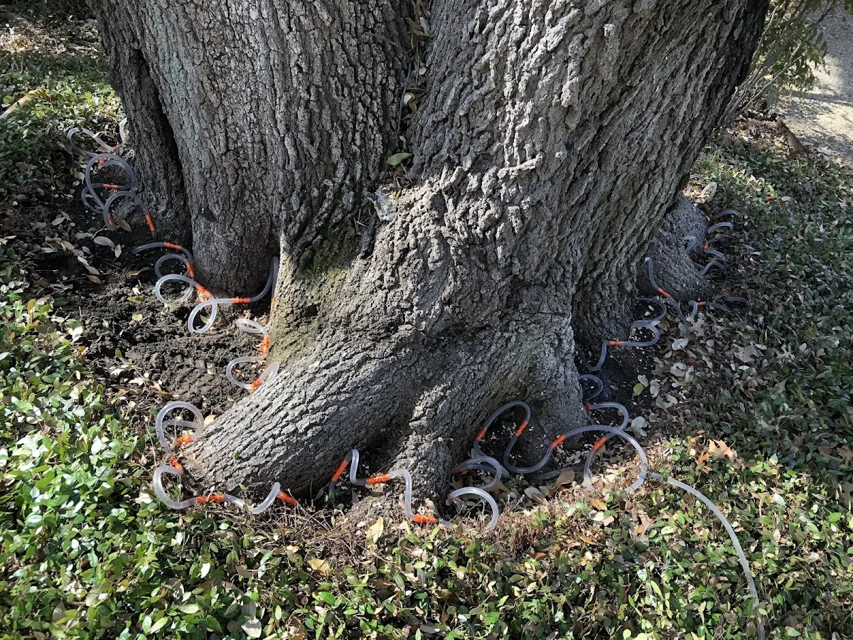 Detailed Tree Cabling and Bracing job site in West Greenwich