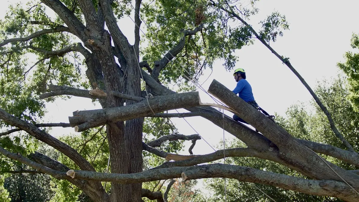 Professional Hazardous Tree Removal performed by certified arborists in West Greenwich