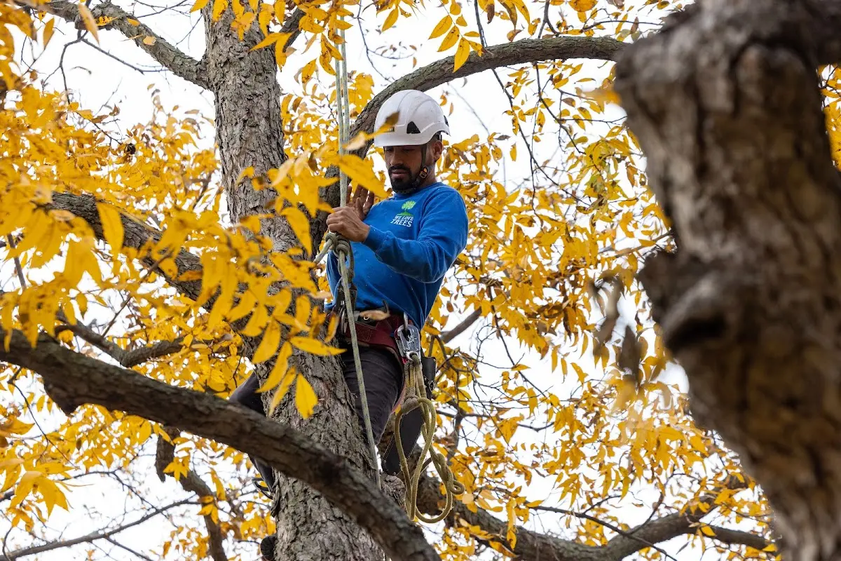 Skilled Tree Pruning crew working in West Greenwich