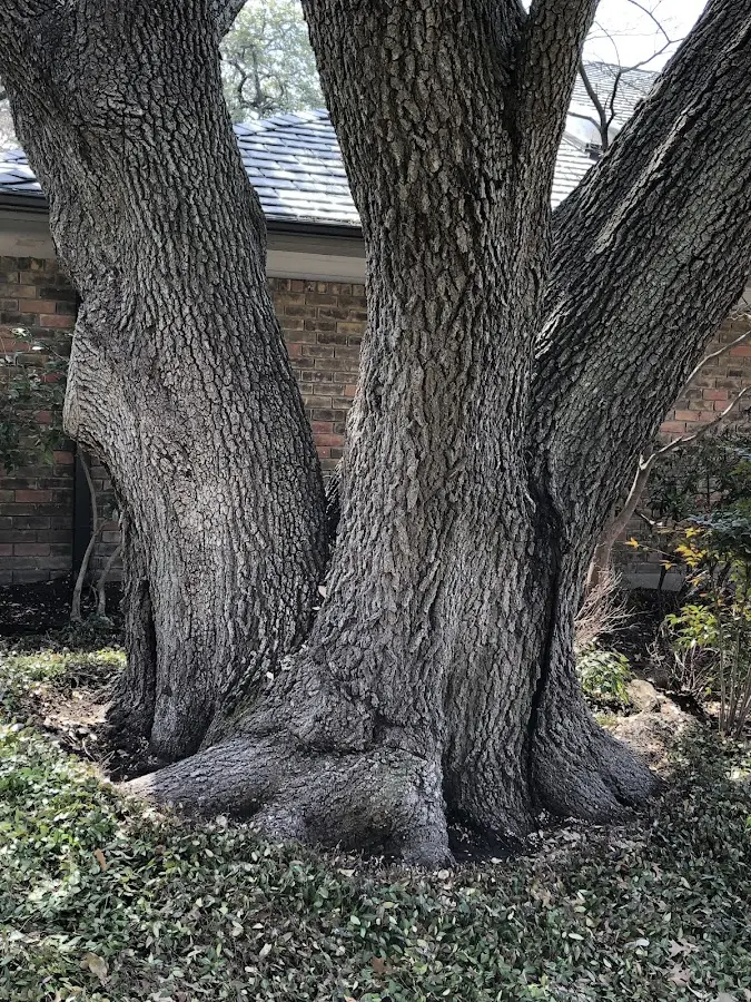 Mature heritage tree close to a West Greenwich property cared for by certified arborists